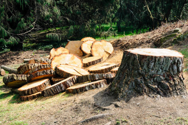 Professional Tree Removal Services in Burns Harbor, IN